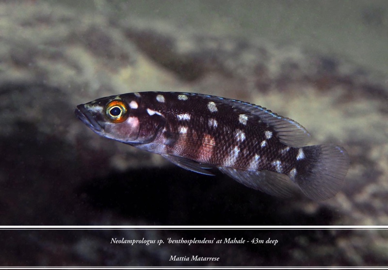 Neolamprologus sp. 'benthosplendens' Luagala Point